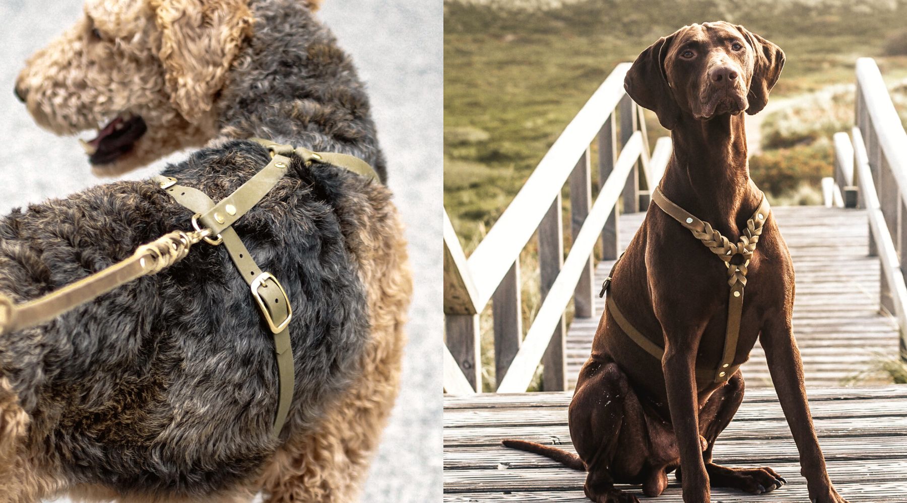 Maßgefertigtes Hundegeschirr aus Leder
