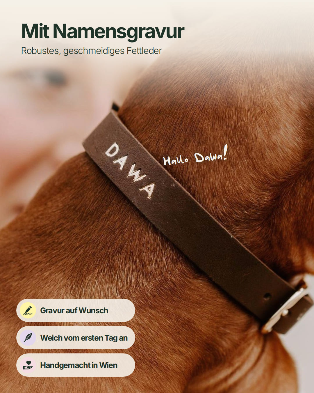 Welpen-Special: Set | Welpenhalsband & Tauleine inkl. 25% Gutschein