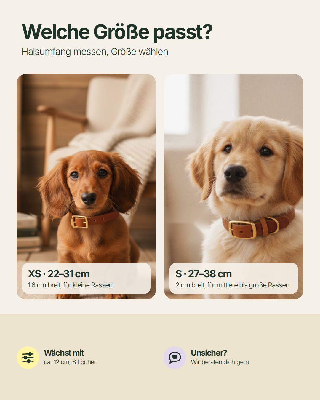 Welpen-Special: Set | Welpenhalsband & Tauleine inkl. 25% Gutschein