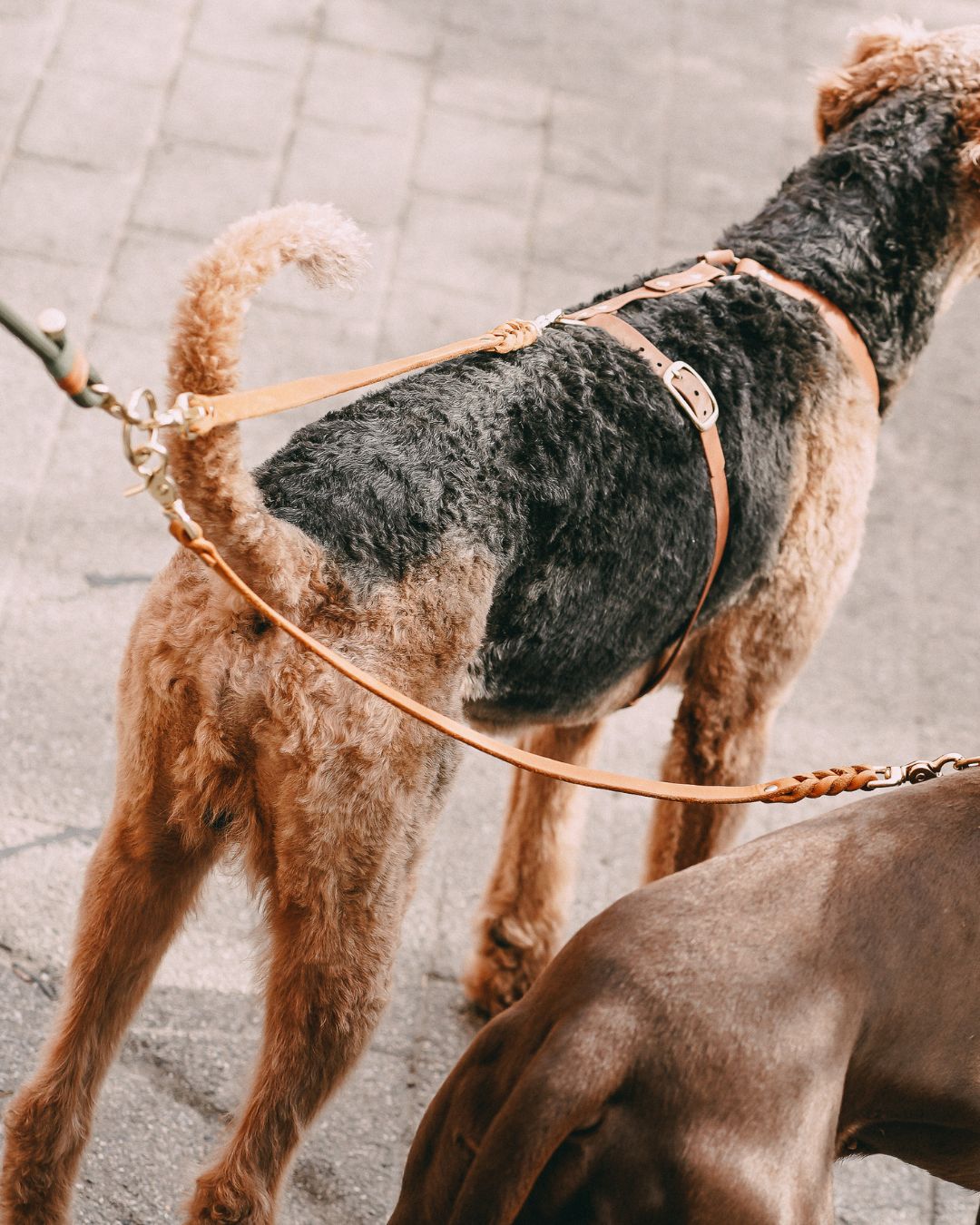 Verbindungsteil aus Leder für 2 Hunde an einer Leine (1 Stück)