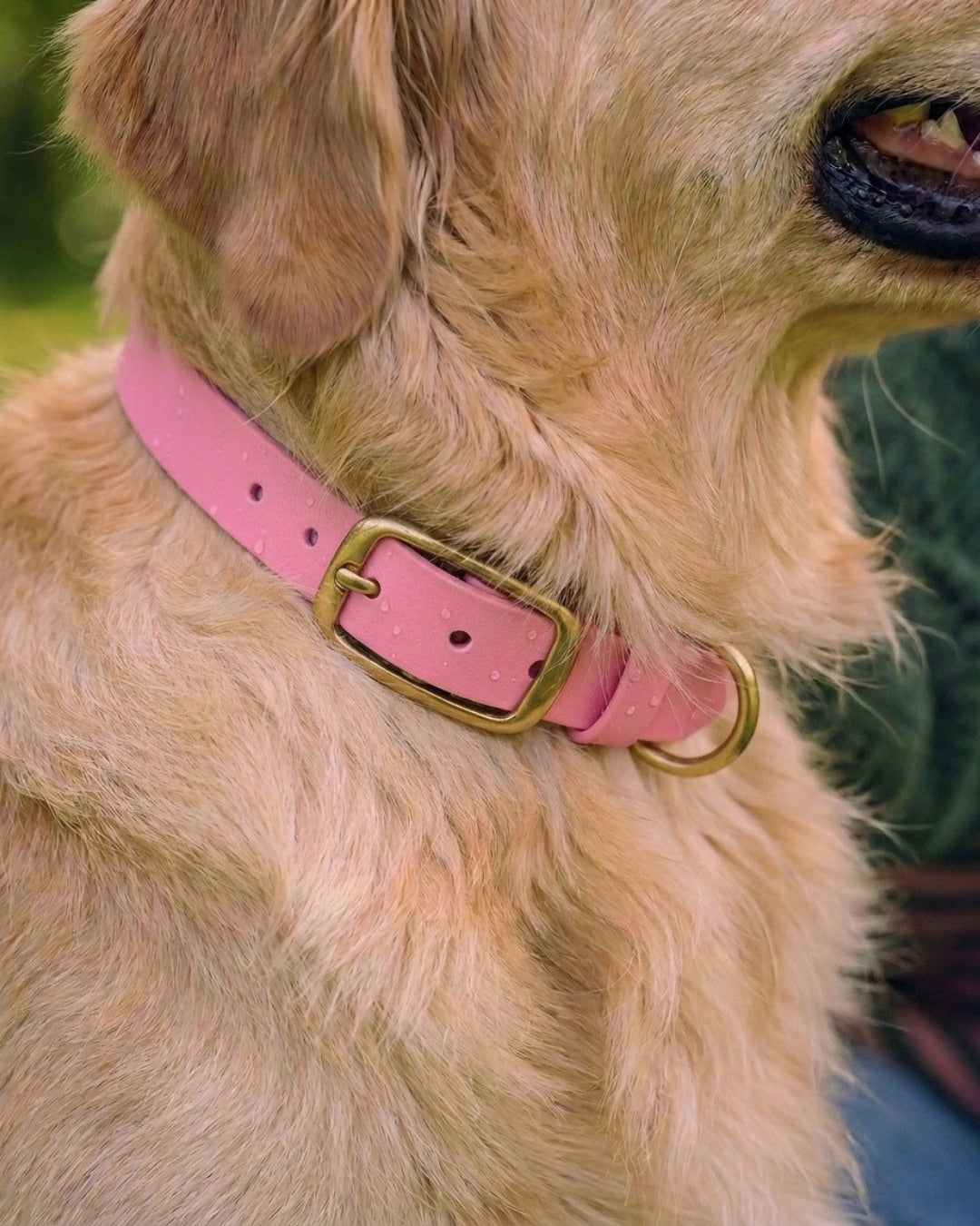 Biothane® Halsband 'Blossom'