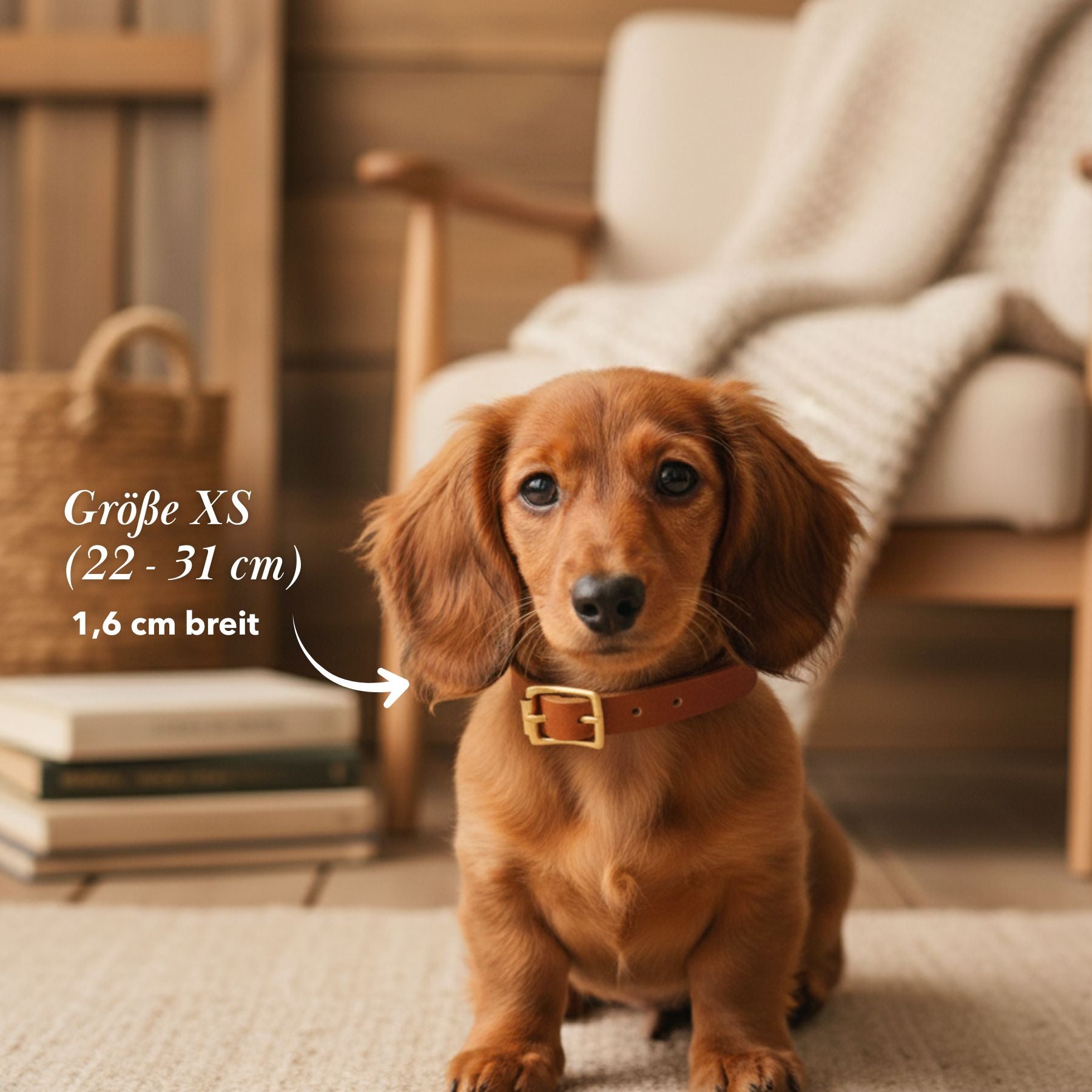 Welpen-Special: Set | Welpenhalsband & Tauleine inkl. 25% Gutschein