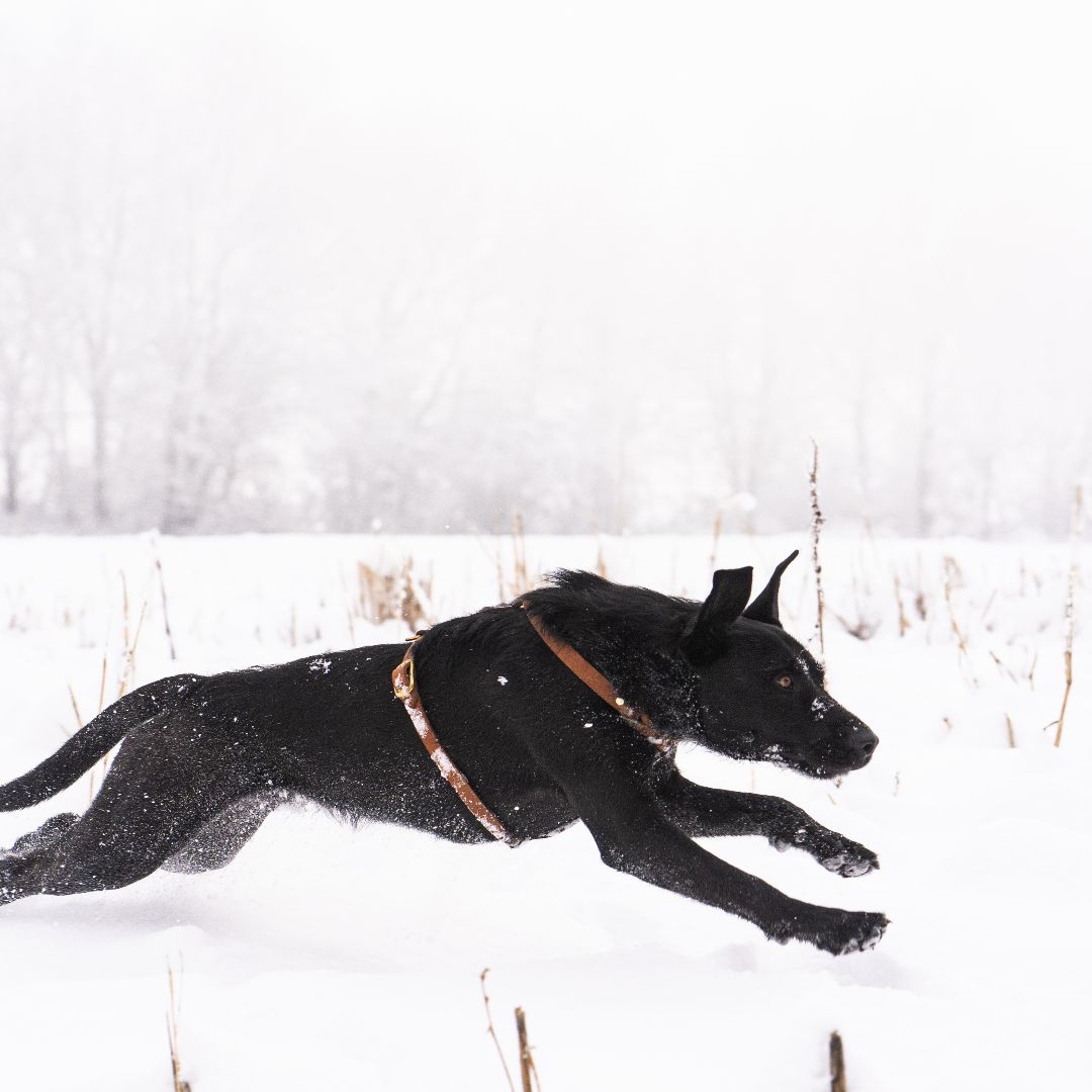 Hundegeschirr 'Bjarki' in Cognac